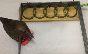 Bộ bẫy chàng nghịch