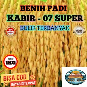 (1KG) Benih Padi KABIR 07 SUPER bibit padi unggul dengan bulir terbsnyak