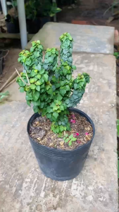 Cây Vân Sam (Tu Hú Thái) - Tổng thể tầm 20-30 cm - Trang trí bàn làm việc phong thủy!