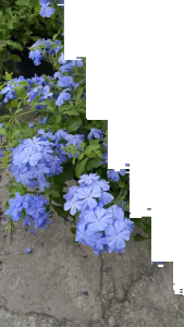 พยับหมอก ดอกไม้สีฟ้าสวยละมุน อึดทนปลูกเลี้ยงง่าย Cape leadwort blue plumbago