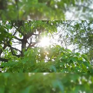Car Front and Rear Sun Visors Car Windshield Summer Sun Protection Heat Insulation Window Sunshade Car Interior Sun Visor