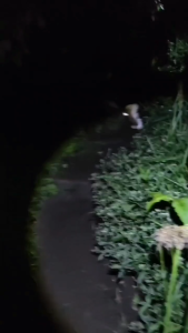 Senter Kepala Super Premium Zoom SmartBright Stepless dimming USB-C SUPER PREMIUM SUPER TERANG TAHAM LAMA