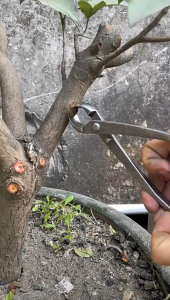 Cạp tròn  cạp xéo tỉa cây cảnh Bonsai Kìm cạp cây cảnh thép không gỉ