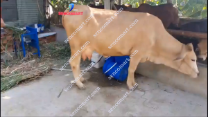 Dao máy băm cỏ voi kích thước 40cm cốt vuông 14mm