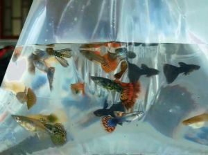 (15 tặng 5)Combo 15 bé 7 màu thủy sinh nhiều dòng ngẫu nhiên:rồng đỏrồng tímblue tarzan đumboFulgoll koi đenda rắn....+tặng 5 bé phòng hao hụt +tặng gói thức ăn