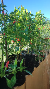 Paket Hemat Isi Sekitar 75 biji Bibit Benih Cabe Rawit Hijau Kemasan Repack Alumunium Foil