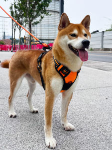 Thickened Chest Harness Leash Dog Vest Style Pulling Pet Supplies for Labrador Small Dogs Golden Retriever Large Dogs