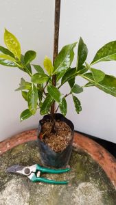 ต้นพุดน้ำบุษย์ ส่งพร้อมถุงเพาะชำ ดอกมีกลิ่นหอม พุดน้ำบุศย์ ต้นพุด