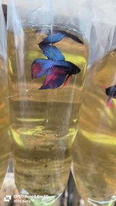 ikan laga Betta fish 马尾斗鱼 - V tail aoc size jr baby（male）random continue groom （line multi aoc）