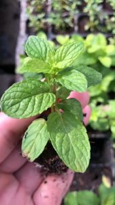 ถูกสุด**ต้นเปปเปอร์มินต์ ปักชำจากกิ่ง มีรากสมบูรณ์ พร้อมปลูก