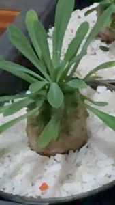 คนป่า Euphorbia Japonica แคคตัส กระบองเพชร cactus&succulent   ไม้แคระสวยน่ารักน่าสะสม  ในกระถาง 3 นิ้ว  ส่งทั้งกระถาง