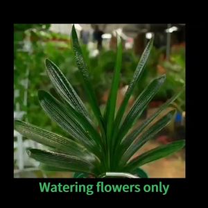 Fertilizer For Flowering Plant Controlled Release Fertilizer Plant Food Feed Plants For Months