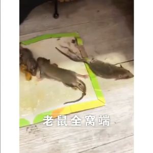 Lem Jebakan Tikus Papan Karton Perangkap Tikus Siap Pakai Model Buku