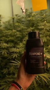 ปุ๋ยเสริมช่วงทำดอก เทอร์ปีนพลัส Terpene plus ช่วยเพิ่มไตรโคม เพิ่มกลิ่น เพิ่มความหวาน ช่วยเร่งไหม้ ดอก เทอร์ปีน