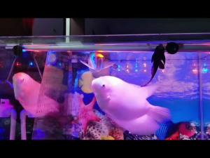 TOUTOU อาหารปลามังกรแดง เรนโบว์ ซิลเวอร์ อะโรวาน่า อาหารปลามังกร สูตรเร่งโต ขนาด 1000 มล. เหมาะสำหรับปลามังกรเงิน ช่วยเร่งสีและการเจริญเติบโต ขนาดเล็ก ทานได้ตั้งแต่ขนาด 4 นิ้วขึ้นไป อาหารปลามังกรทอง พรีเมียม โอเชียน นิวทริชั่น อโรวาน่า