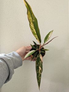 ฟิโลเดนดรอน คาราเมล มาร์เบิลด่างแล้วไม่ต้องลุ้นอนุบาลมากกว่า3เดือน