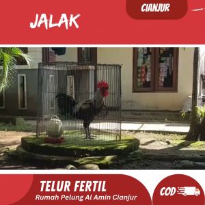 Telur Ayam Pelung Jalak Jombang Untuk Ditetaskan Fertil