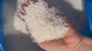 10kg gạo Bắc Thơm Hải Dương mới xát không chất bảo quảngiá đã gồm vat