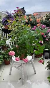 10pcs Plant Support Potted Fixing Tool Reusable Garden Flower Holder for Succulents Vegetables Vine Climbing Bracket