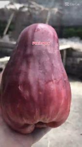 Bibit Jambu Air Jamaika: Manfaat & Cara Menanam