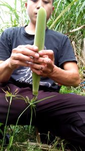 Terubuk Sayur Segar: Cara Mengolah & Menikmati
