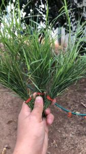 หญ้าแพรก หญ้าแพรกสด บูชาพระพิฆเนศ ตัดสดตามออเดอร์ส่งของทุกวัน