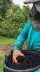 AJINOMOTO ซุปเปอร์แอชวัสดุปรับปรุงดินชนิดเข้มข้น ปรับโครงสร้างดินแก้ปัญหาดินเสื่อม ดินทึบ ดินไม่อุ้มน้ำ ช่วยให้พืชแข็งแรง