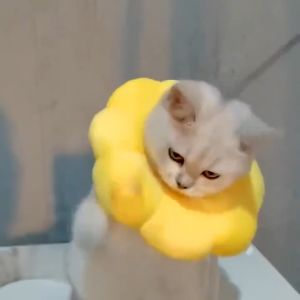 【FREE SHIPPING】Pet Elizabeth Collar Surgery Anti-Lick Wound Healing Sunflower Adjustable Cat Protective Neck Cone Recovery E-Collar