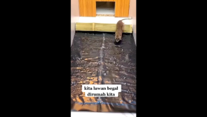 MIA PERANGKAP TIKUS JEBAKAN LEM MAGIC TIKUS ORIGINAL JUMBO 120 x 28cm & BESAR 60 X 28cm KEMASAN BIRU & HIJAU SUPER KUAT PEREKAT PEMBASMI CICAK KECOA dan Serangga lainnya