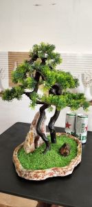 Cây Tùng Bách Hai Chân Rễ