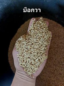 เมล็ดพันธุ์ข้าวไร่ดอยแท้100% (ข้าวจ้าว)ข้าวไร้บรรจุ 1kg.