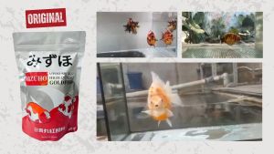 Mizuho Premium Goldfish Pellet Sinking Pellet with Fish Meal & Krill Meal