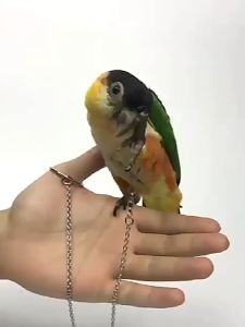 Bird training leash with training ring for parrot lovebirds cockatiel conures accessories