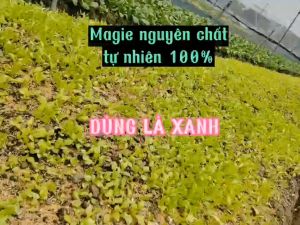 Phân bón trung vi lượng siêu magie biogreen giúp cây trồng hấp thụ dinh dưỡnghạ phèn cho đấtlá xanhmập thân trị vàng đỏ lágân xanh trên cây rau màuhoacây cảnh bonsaicây ăn quảsầu riêngcây lương thực chai 1 lít