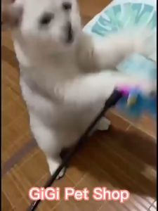 Que chuông cần câu đồ chơi cho thú cưng chó mèo bằng nhựa và lông vũ giải trí vờn bắt dễ thương - GiGi Pet Shop
