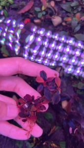 [Aquatic Plant] Bucephalandra Sp Mini Athena Small Leaf Submerged Rare Plants Bucep Buce 雅典娜稀有辣椒榕水下叶