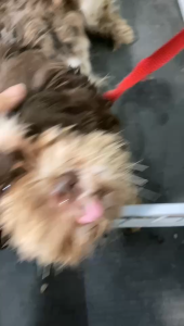 PET RECORD Dental Sticks for Dogs - Chicken Beef Flavor Probiotic Treats for Oral Health 120g Pack