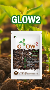 โกลว2 จุลินทรีย์เพิ่มราก ดูดซับธาตุอาหารในดิน กระตุ้นการเจริญเติบโตพืช ชนิดแคปซูล ป้องกันโรครากเน่า เพิ่มราก2เท่า