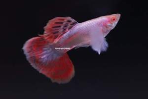 Guppy Albino Dumbo Platinum Red Mosaic (Vietnam line)