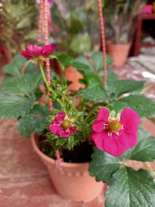 Pokok Strawberry Bunga Pink (strawberi Tristan )
