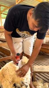 Sumber BaoRun P6 Merah Mesin Alat Cukur Bulu Domba Kambing Kucing Tanpa Kabel di cas Elektrik Hewan