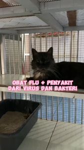 Cat & Fit M1 - Anti Virus & Bakteri Kucing Anjing Kelinci - flu diare infeksi