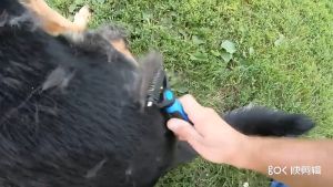 Lược chải lông và gỡ rối lông cho Chó Mèo hình bàn cào (tệp giấy) mẫu mới - Hara Pet Store