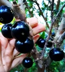 Selamat Datang Ditoko Kami Bibit Anggur Preco Punya Buah Warna Hitam. Siap Tanam Cocok Buat Tambulapot Bibit Unggul Dan Rimbun.Pemesanan Bisa Bayar Di Tempat