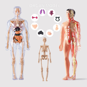 Human Organ Toys Detachable Human Skeleton Model Simulation Medical Assembly Trunk Structure Visceral Education Toys