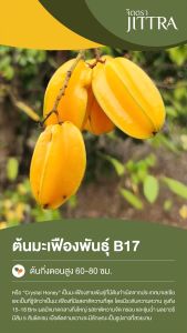 จิตตรา ต้นพันธุ์มะเฟืองหวาน พันธุ์บี 17 (Crystal Honey) 60-80 ซม. ปลูก 6 เดือนติดลูก พร้อมส่ง เครมฟรี ต้นพันธุ์ ต้นเตี้ย ผลดก