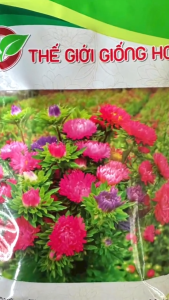 (Gói 5gr và 10gr) Hạt Giống Cúc Đà Lạt Nhiều Màu H&V