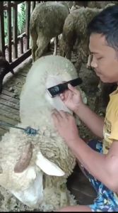COD Baorun Mesin Alat Cukur bulu Hewan Kambing Domba Garut Yg di cas Listrik Super Tajam P7