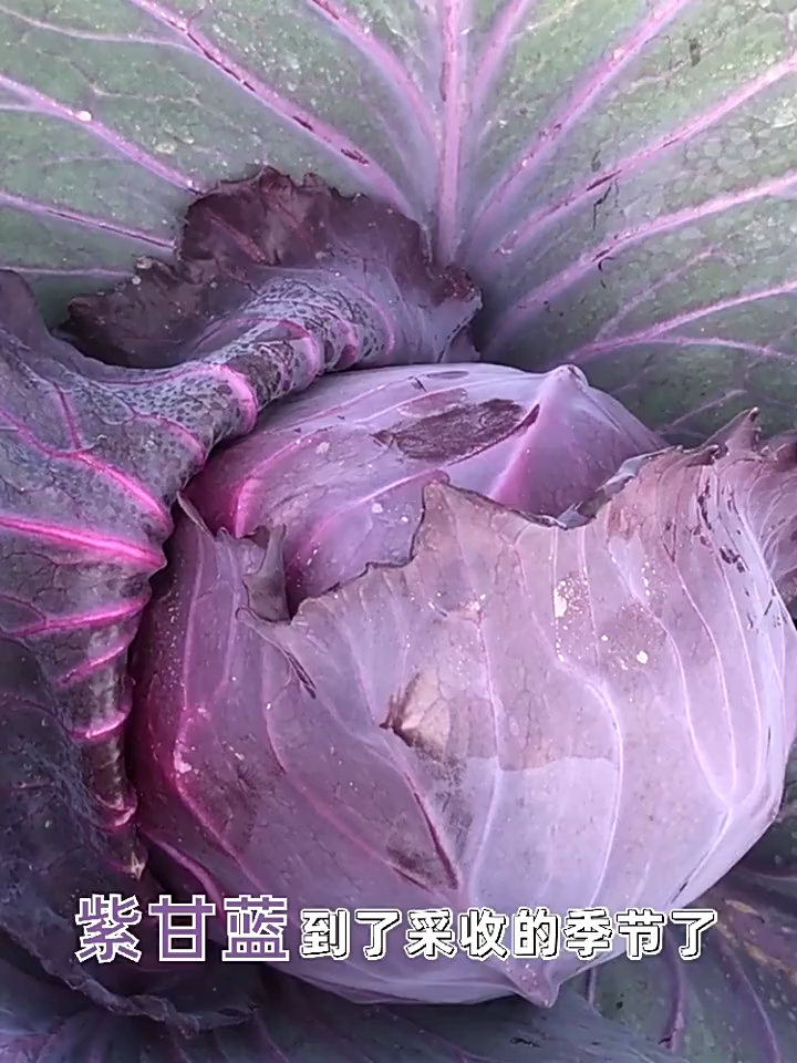 400seeds/pack -High Yield Hybrid Purple Cabbage Seeds for Planting Vegetables Seeds -A717