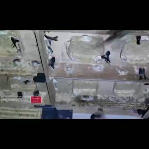 SWIFLET FARMING for BESEK BAMBOO/BESEK Sirip Keping Bambu Walet/Nesting Plank BAMBOO/Walet Bersarang SWIFTLET Panjang 99CMx17CM